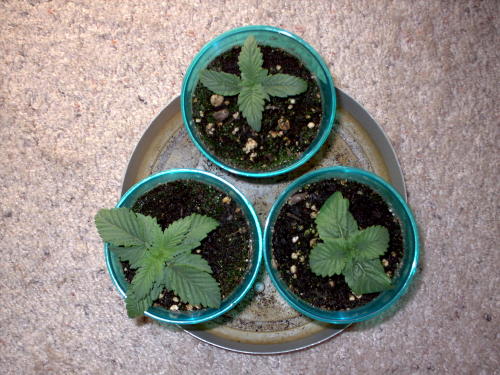 doing great they like the new set up