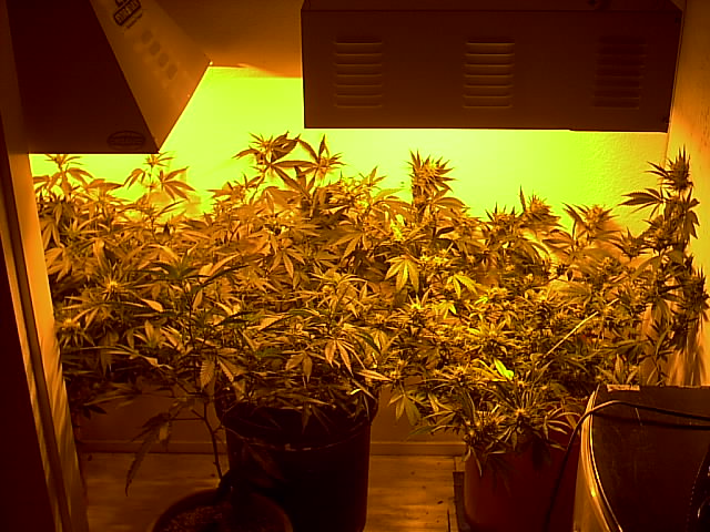 Here is three ladies all same strain far right is farthest along, then far left, then middle.....the little clone in front is a different strain i had to put off to the side because my veg area was overflowing