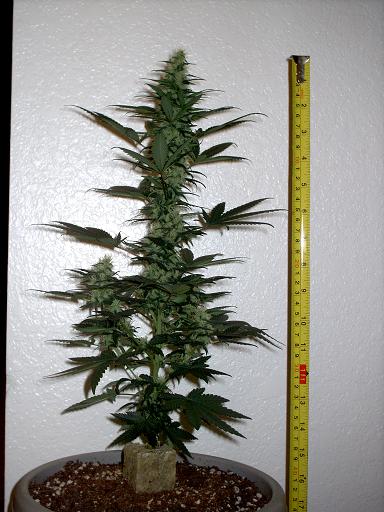 flowering day 29, today will be last day of nutes, pure h20 till harvest
