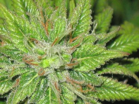 grape smellin cola close up