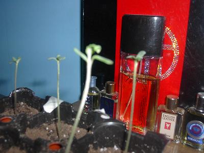 one week after i got the seeds and its growing a new stem