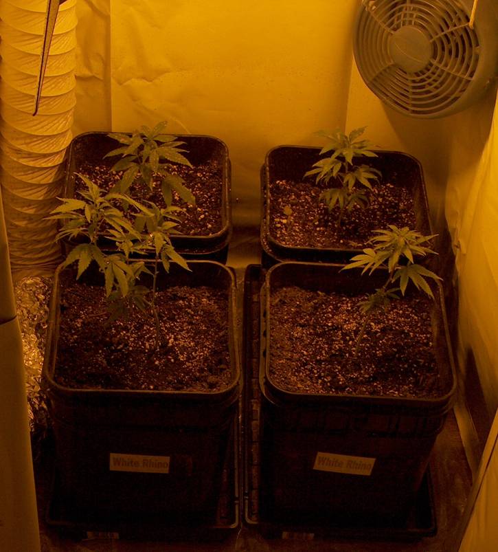 That's 2 White Rhino and 2 Jucy Fruit in the back. I moved to another closet...