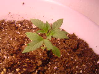 This is the second Shiva. Not much growth since the transplant on the 20th.