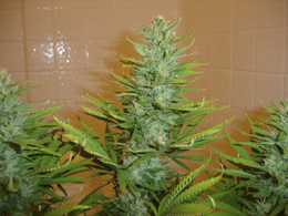 She's coming along in week 4.