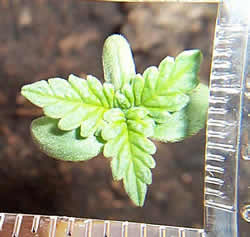 the leaves are starting to grow.