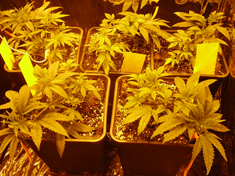 So here they are... doing quite nicely I think! :)
