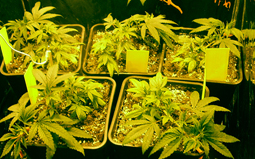 Now they are finally tall enough to bend over... Here they are after the first LST