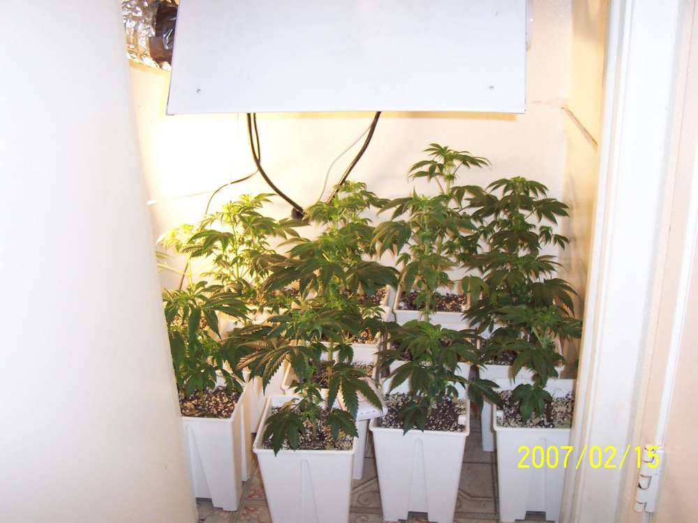 still got 15 plants

Put them under the 400 watter on maybe feb. 11th

13 are female
 2 still have not shown sex