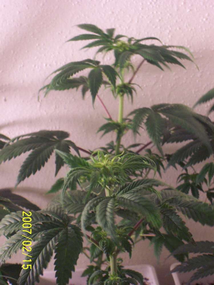 cool huh some of the tallest mamas still only about 20 inches tall