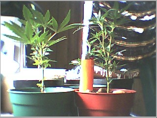 these i trimmed too much..hey im just learning..but bottom can gro gro gro
