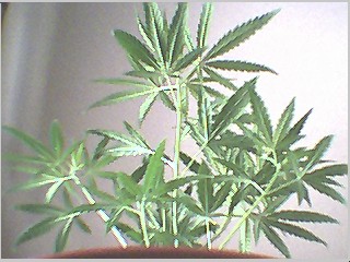its gettin harder to fit full plant in pic :)
