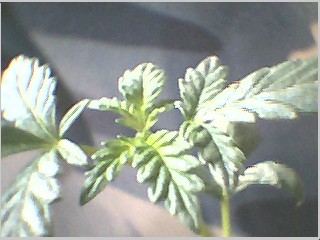 claw-leaf babies...man this things growing slow