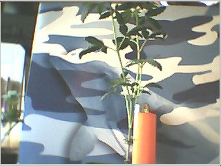 clawleaf size reference..dont laugh yall but this plant is like almost 8 weeks old