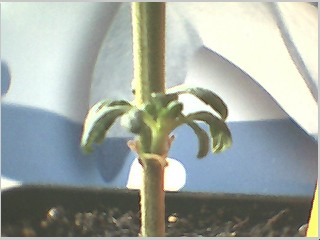at bottom of stem...these new leaves showed up like 3 weeks ago and still so small