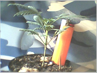 im gravity and im still the smallest  8 weeks old..im directly under light and get plenty of ferts....so whats the prob...will i be this small forever...my brothers and sisters are gettin so big around me
