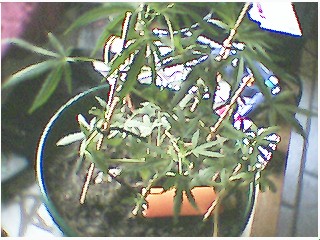 yep tied it all down lower