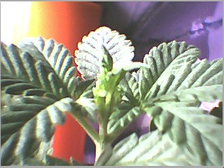finally new growth