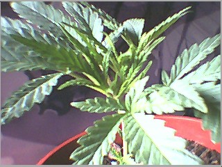 some random shots
