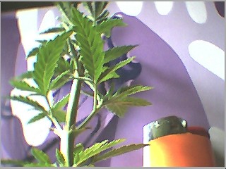 big bertha hahaha
