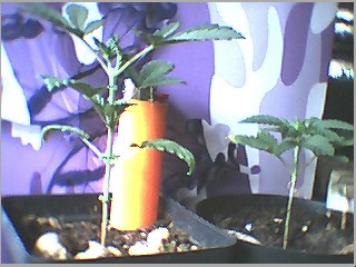 ya i know they showld have flowers already..but my lighting sucks,,these are same plant (leaf type) but 1 took doubled in height last weekend