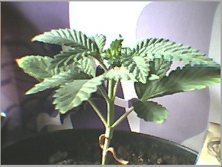nodes are so close together...like 1/4 inch...but other one took off-- in two days all nodes stretched