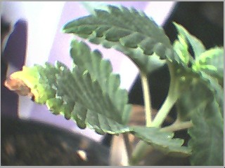 a shot of the (3) leaf finally dying