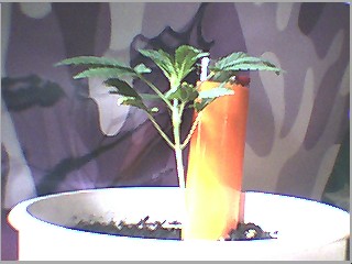 i think shes sayin she wants to be closer to bulb..5 weeks old