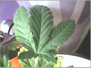 plant seems real stocky compared to others...maybe these are the only females...hope not
