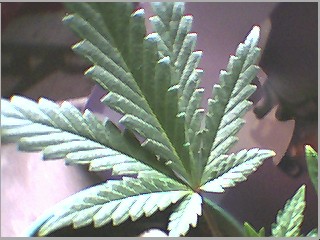 more overlapped leaves