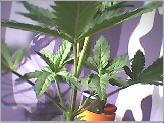 new growth at nodes