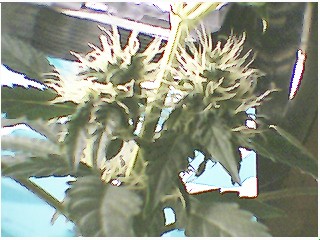 down the branch some more buds