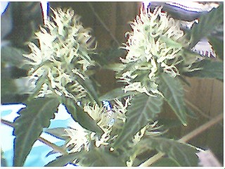 another shot of top buds