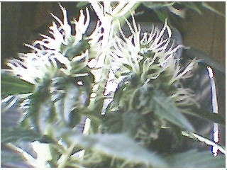 buds buds buds!!!!!!!!!!!!!!!!!!!!!