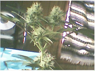 heres the top 1/2...ya i need better cam