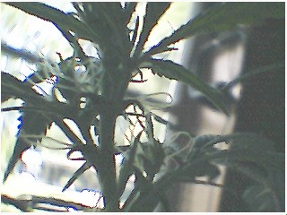 heres hairs.. 1 week old buds