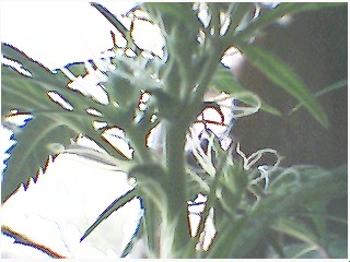 looks cool in the window light