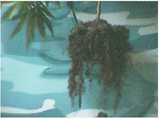 had nice roots tho