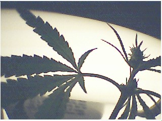 to the gas chamber u attempted murderer-pinecone baby male bud-against round flourescent