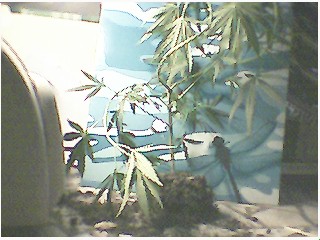 another pic of whole plant....was twisted around sticks so looks like its dying anyways