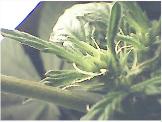 see hairs???yummm they look so cool with magnifying glass...gonna try thru cam
