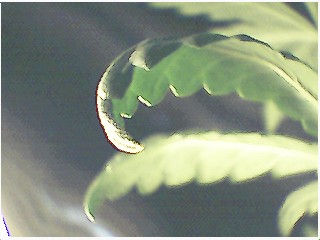...is back and meaner than ever...man if u turn these leaves upside down they'll hold like 1 tsp of water