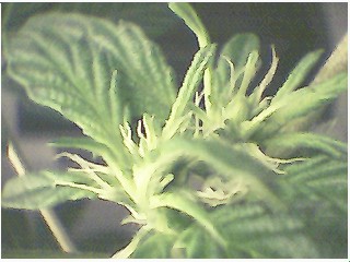 2 big budsites cause i pruned it 2 days before pistils appeared...was too strong to bend and tie and was gettin too tall for box so i pruned top...so far 6 budsites on 1 stem...only 9 sets of (5) leaves on this plant...real tall and airy..hairy now too...hehehe
