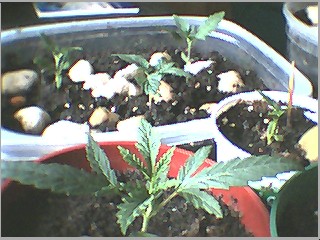 one with toothpic is named gravity cause seed sprout did a 360 before taproot