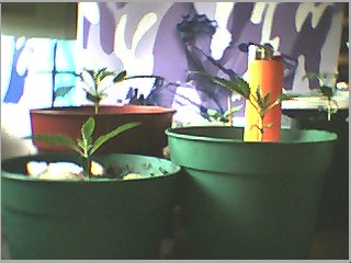 my mini sea (or pond)of green