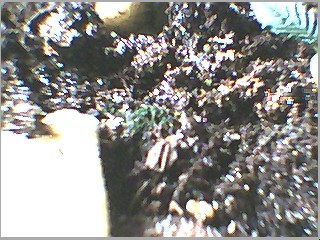 this green stuff in middle of pic is on top of soil...mold i guess.. from humidity??..i have added a 6