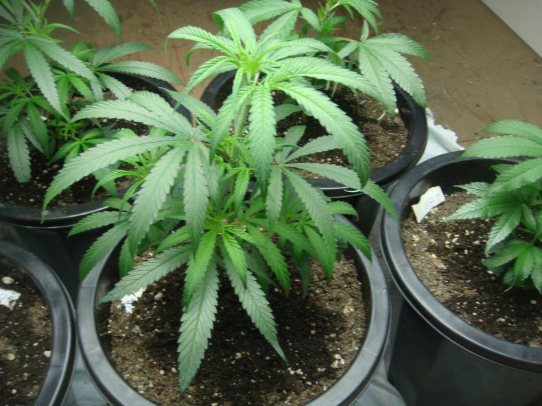 Top view of the Blue Dream really bushy has some nice foliage and some good purple color to it and has defiantly distinguished its sex as female