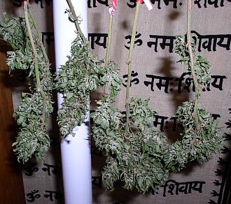 These buds are hanging to dry. they have yet to be cured.