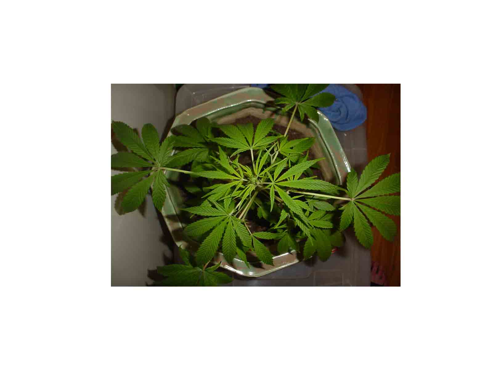 I reckon that it's a male, although I have only just started to Flower.