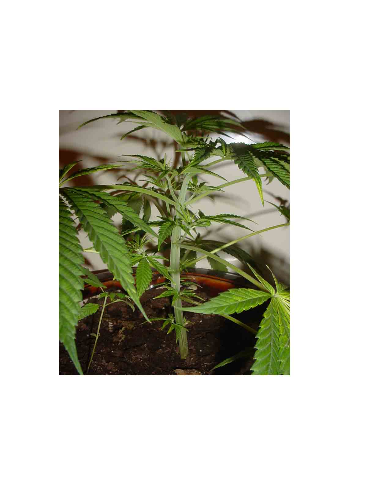 REAL Hindu Kush actually taken from the grower in the Hindu Kush mountains. My friend hiked for two weeks to meet this grower. Big ups to YASU for his serious love of Hashish.