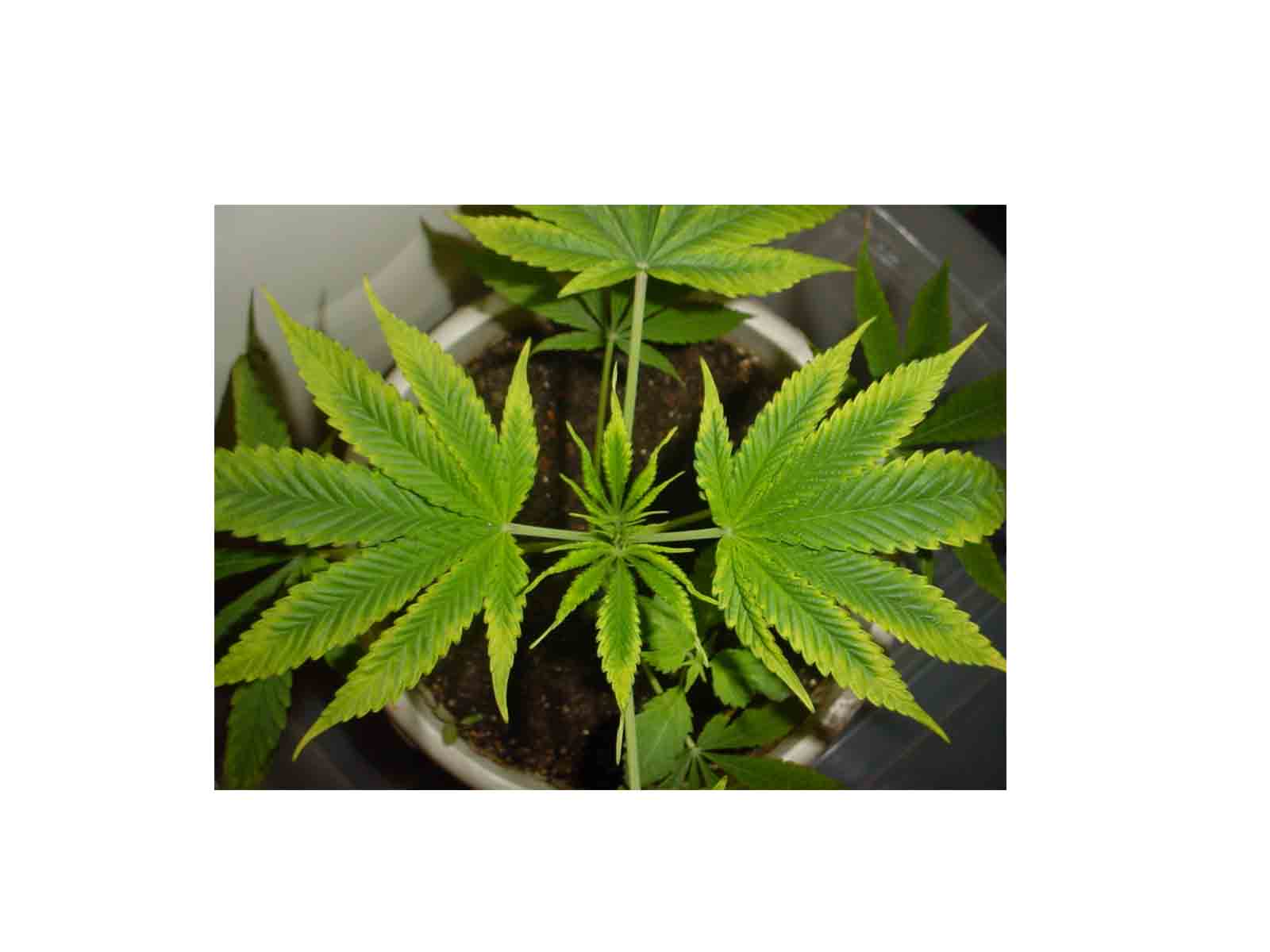 Can anyone tell me what is going on with my leaves?